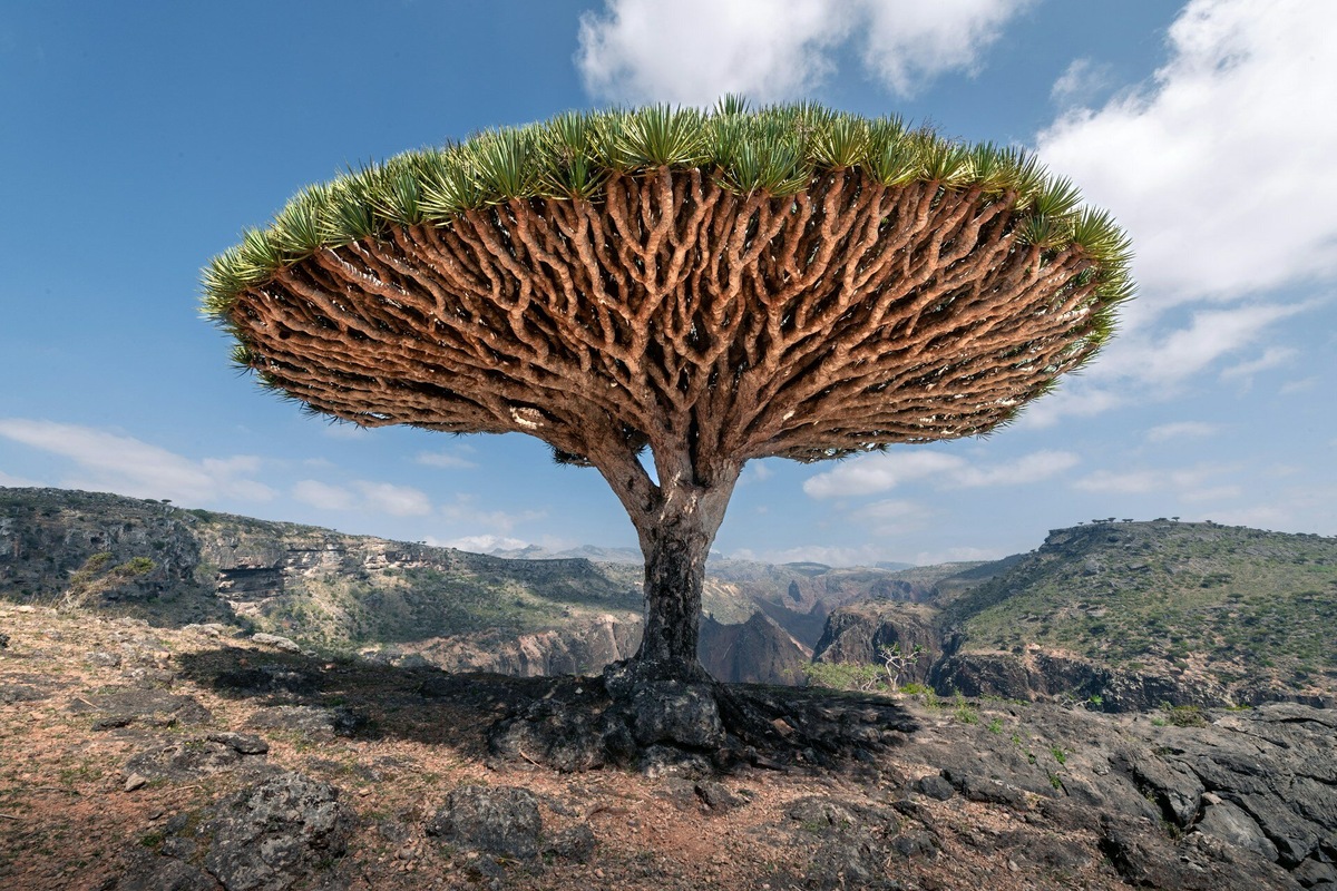 Дерево дракона (Dracaena cinnabari) з густою, парасолькоподібною кроною на тлі скелястого гірського ландшафту острова Сокотра під блакитним небом із хмарами.