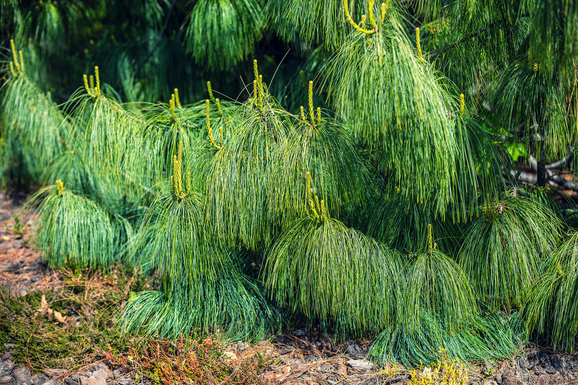 Густе гілля сосни Веймутової (Pinus strobus) із довгими м’якими зеленими хвоїнками, що звисають пучками до землі, на тлі лісової підстилки з хвої та трави.